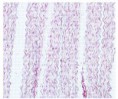 /album/galerie-de-photos-page-daccueil/coupe-histologique-du-ligament-jpg1/